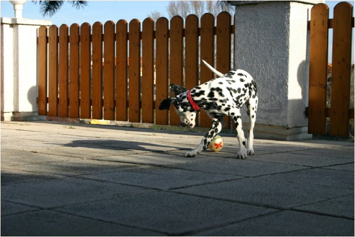 hoppala, da ist er gelandet